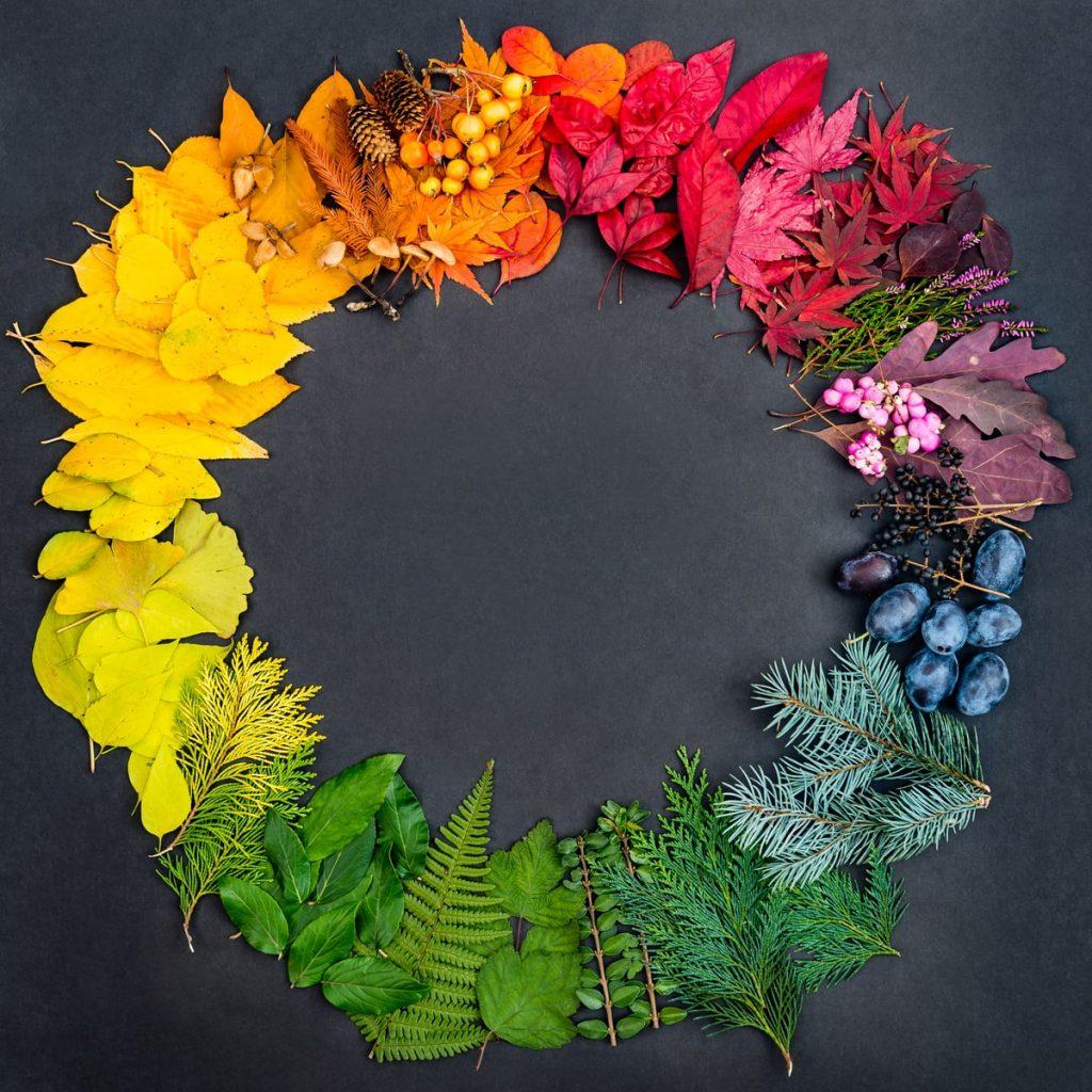 A colour wheel created from an arrangement of different kinds of leaves.